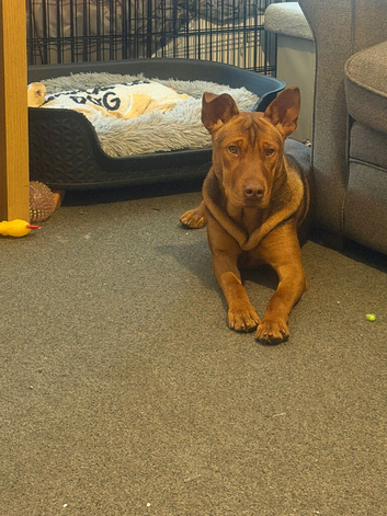 Doberman cross shar pei