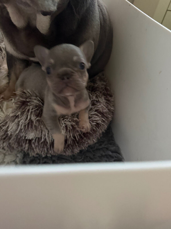 Gorgeous Kc Reg Tiny Boy