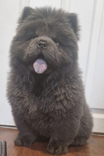 Kc blue female
