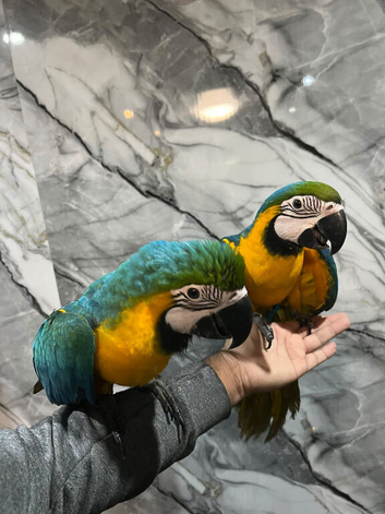 Baby Blue & Gold Macaw HandReared Super Tame Cuddly Parrot