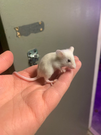 Fancy mice for sale