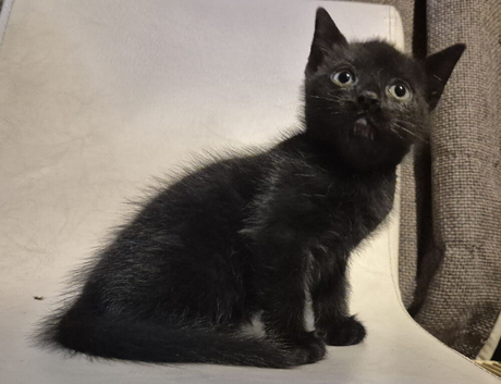 8 week old kittens