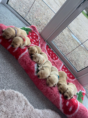 Golden&Yellow Kc registered Labrador Retrievers