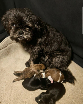 Shihtzu puppys