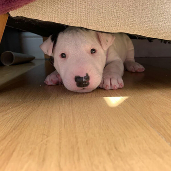 English bull terrier puppies