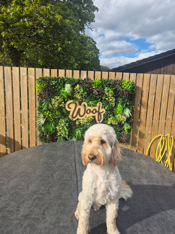 Cockapoo for stud