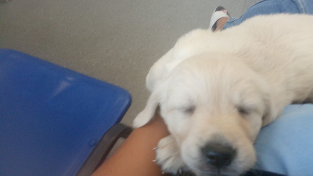 Golden retriever puppies KC reg