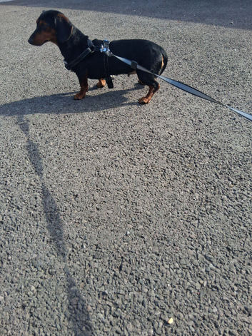 dachshund