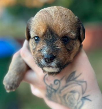 Girl dog for sale