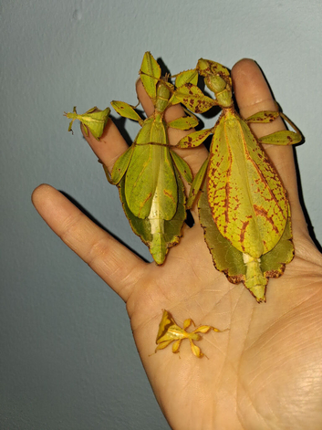 Leaf Insect (Phylluim Philippinicum) PSG 278
