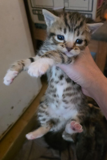 Beautiful Bengal Cross Kittens