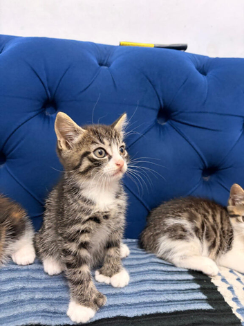 Beautiful Grey Tabby Boy Kitten Lookong for His Forrver Home