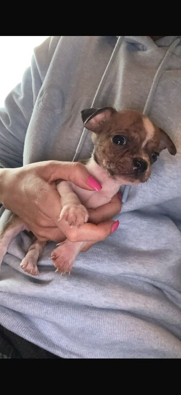 Boston terrier cross jack rusell