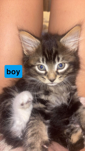 Kittens looking for a new home