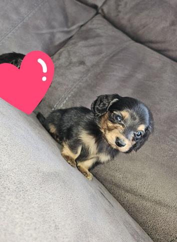 2 longhair mini dachshund boys