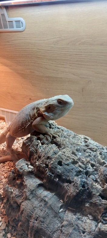 Bearded dragon