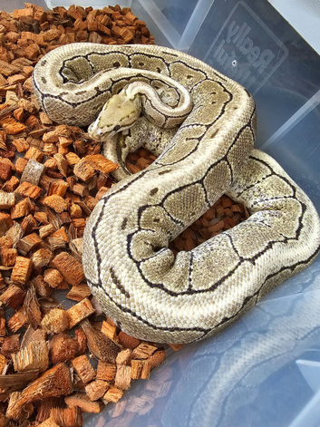 Adult proven breeder female royal python