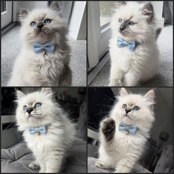 Champion bloodline siberians