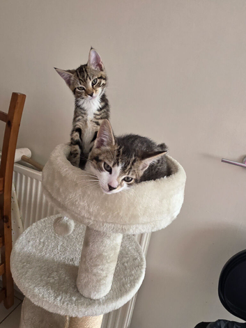 BENGAL