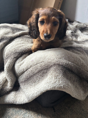 X2 KC REGISTERED Long Haired Miniature Daschund puppies looking for there forever home.