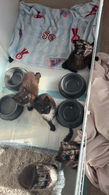 kittens