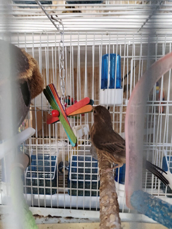 Mexican finch hen