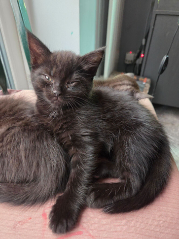 Beautiful sisters looking for their forever home