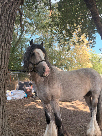STUNNING DUN STALLION
