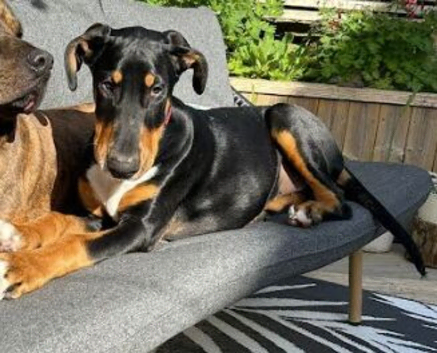 Doberman X English Bull Terrier