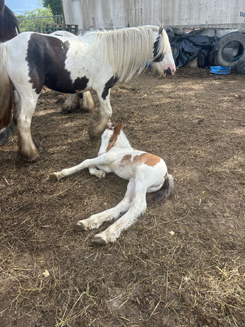 Lovely mare and foal for sale