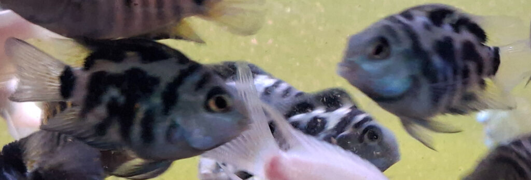 Blue polar parrot fish (short and long body)