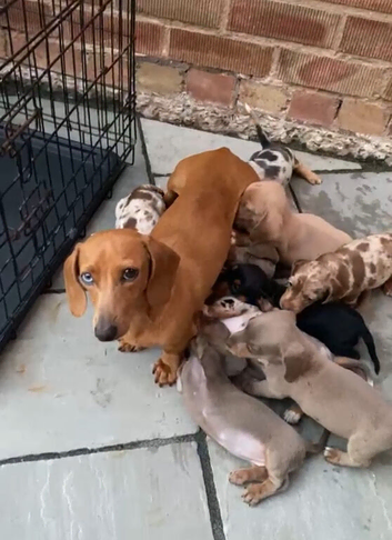 Miniature Dachshund Puppies Ready for Their Forever Homes!