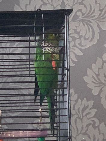 Black caped conure