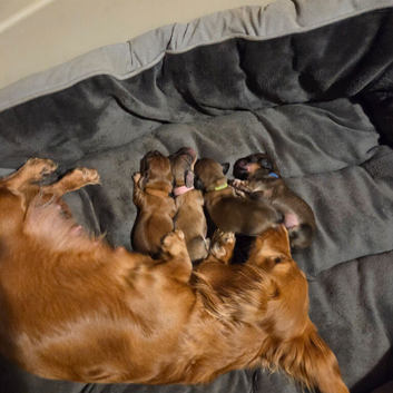 Long haired shaded cream miniature dachshunds