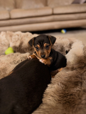 Mini Jack russels