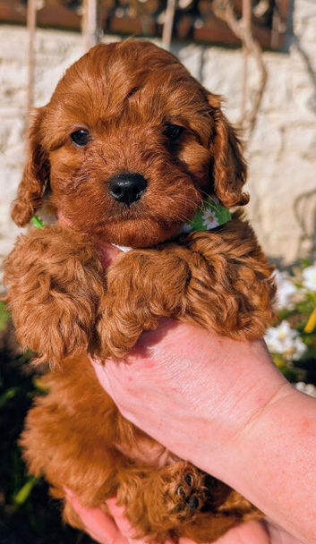️ ️ Stunning Ruby Red F1b Miniature Cavapoo Teddy bear Pups