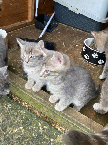 grey kittens ( ready now) PLEASE CHECK LOCATION