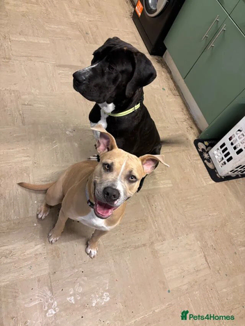 2 dogs for sale