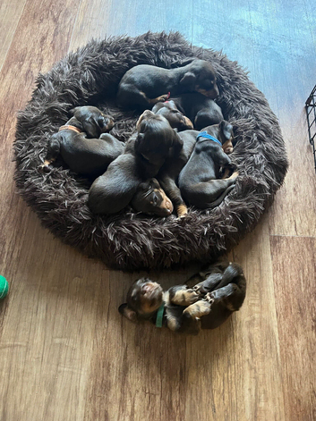 Beautiful dachshund puppies