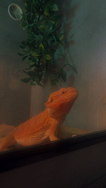 Female bearded dragon 1+