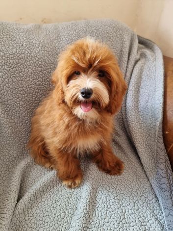 Stunning pup for sale