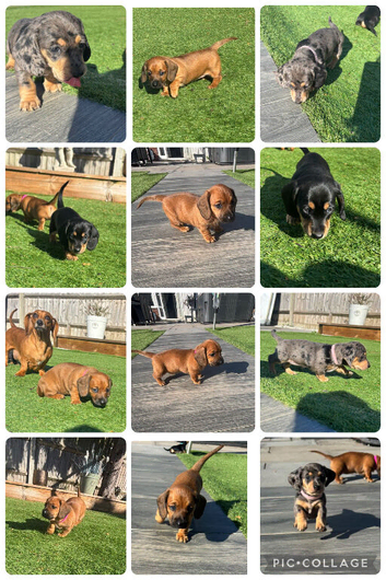 Miniature dachshund puppies for sale - ready after September 30th
