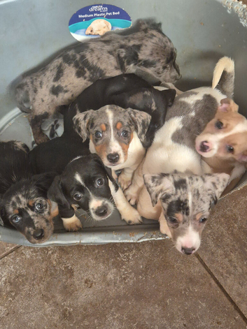 Beautiful merle jack russells