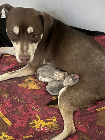 Stunning 2 male staffy pups