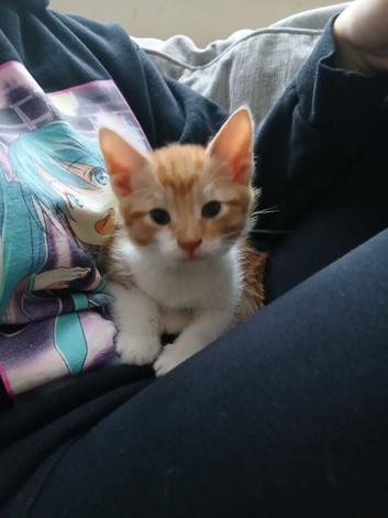 1 male kitten