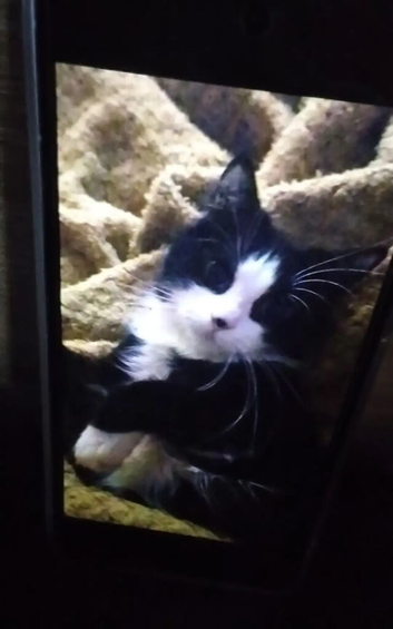 Looking to re-home my cat
