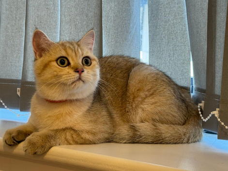 Inteligent Golden British Shorthair Girl Must View & READY