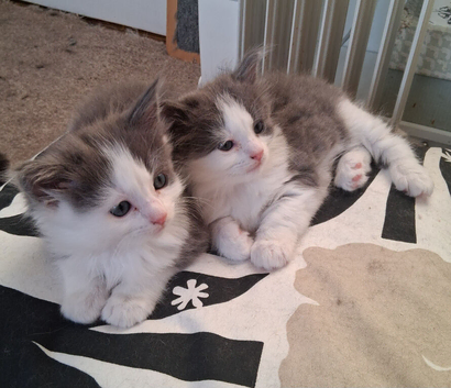 Ragdoll x Kittens