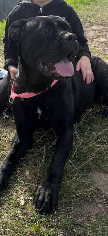 Cane corso bitch