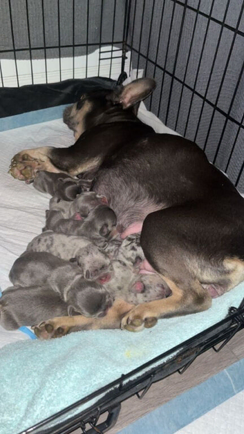 Stunning French Bulldog Puppies for sale